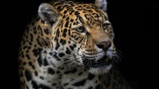 Nông dân Colombia 'đình chiến' với loài báo đốm
