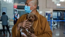 Sư Zhi Xiang ra sân bay tiễn một chú chó mình từng cưu mang ra nước ngoài. Ảnh: AFP