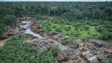 Brazil kêu gọi đầu tư từ quốc tế để ngăn nạn phá rừng Amazon