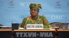 WTO: bất bình đẳng trong tiếp cận vaccine có thể cản trở phục hồi kinh tế