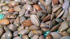 Thêm 3 loại thủy sản của Việt Nam được xuất khẩu vào Trung Quốc