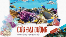 Cứu đại dương bắt đầu từ những rạn san hô