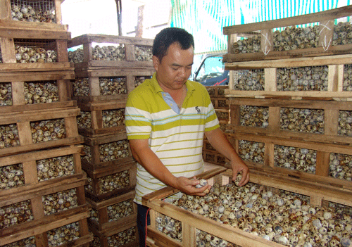 Anh Phạm Văn Thịnh đang kiểm tra trứng trước khi xuất ra thị trường.