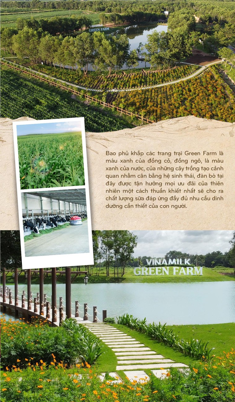 15 năm xây dựng hệ thống trang trại của 'triệu phú sữa tươi' Việt Nam ảnh 12