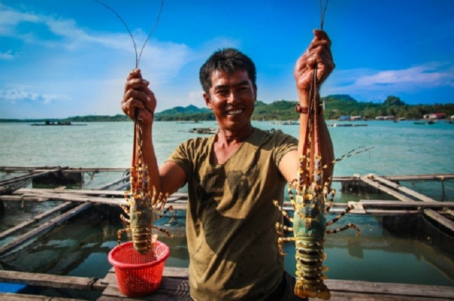 Vì sao hòn đảo này lại được gọi là đảo tôm hùm?