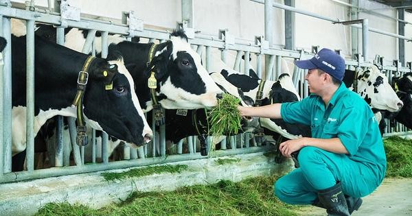 15 năm xây dựng hệ thống trang trại của 'triệu phú sữa tươi' Việt Nam