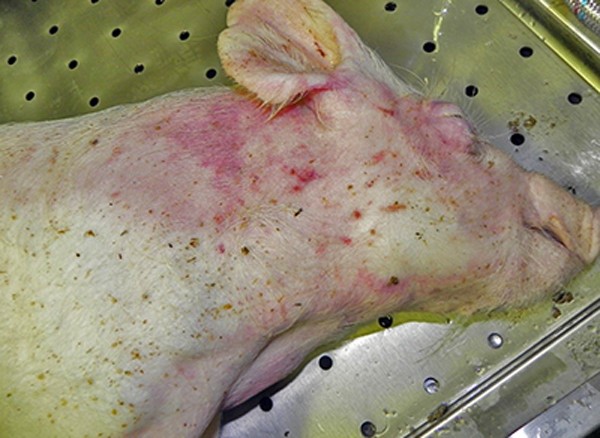 Biểu hiện lợn bị nhiễm virus tả lợn châu Phi