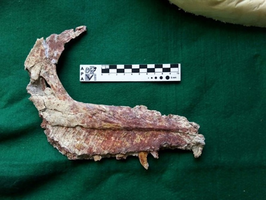 Hóa thạch thuộc Overoraptor chimentoi - một chi mới của loài khủng long ăn thịt Paraves. (Nguồn: bangkokpost.com)