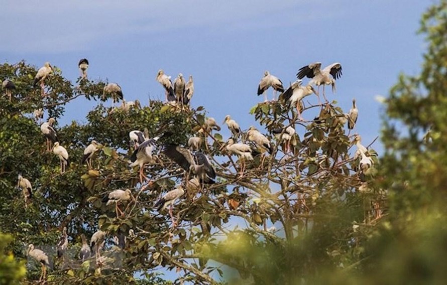 Đàn cò nhạn quý hiếm hơn 1.000 con di cư về Vườn quốc gia Lò Gò-Xa Mát.