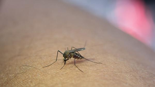 Tổ chức Y tế Thế giới khuyến cáo biện pháp phòng bệnh sốt xuất huyết