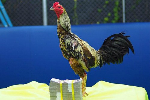 Con gà trống giống Phama Mahwing đước bán với giá 1 triệu baht. Ảnh: Bangkok Post