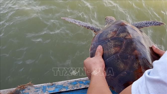 Cá thể rùa quý hiếm nặng hơn 80 kg được thả về biển