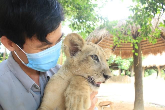 24 giờ của 'bố hổ, mẹ sư tử' ngoài đời tại Vinpearl Safari 