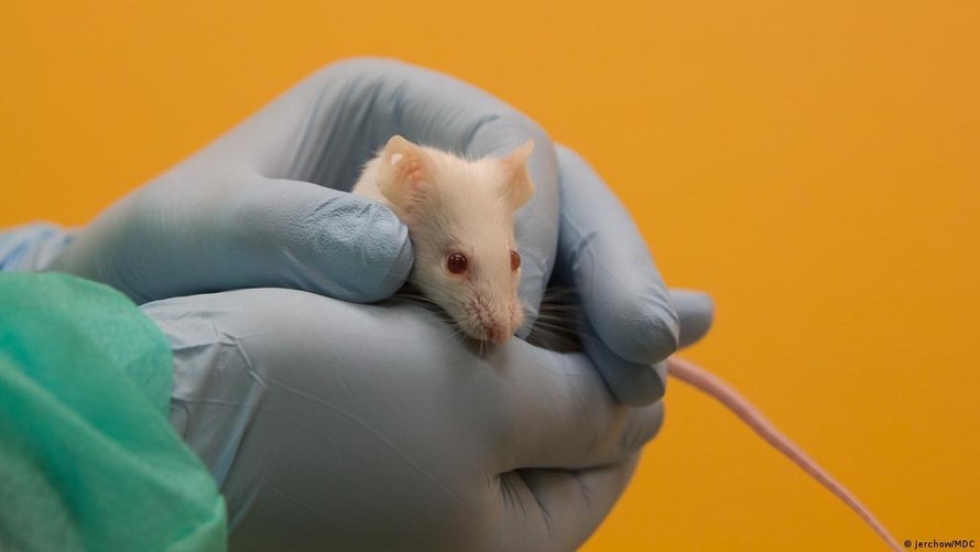 Các biến thể mới của SARS-CoV-2 có thể lây nhiễm ở chuột