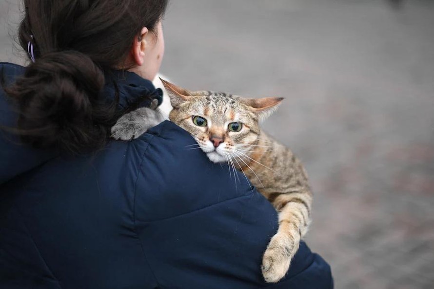 Tranh cãi về lệnh trừng phạt Nga của liên đoàn mèo quốc tế