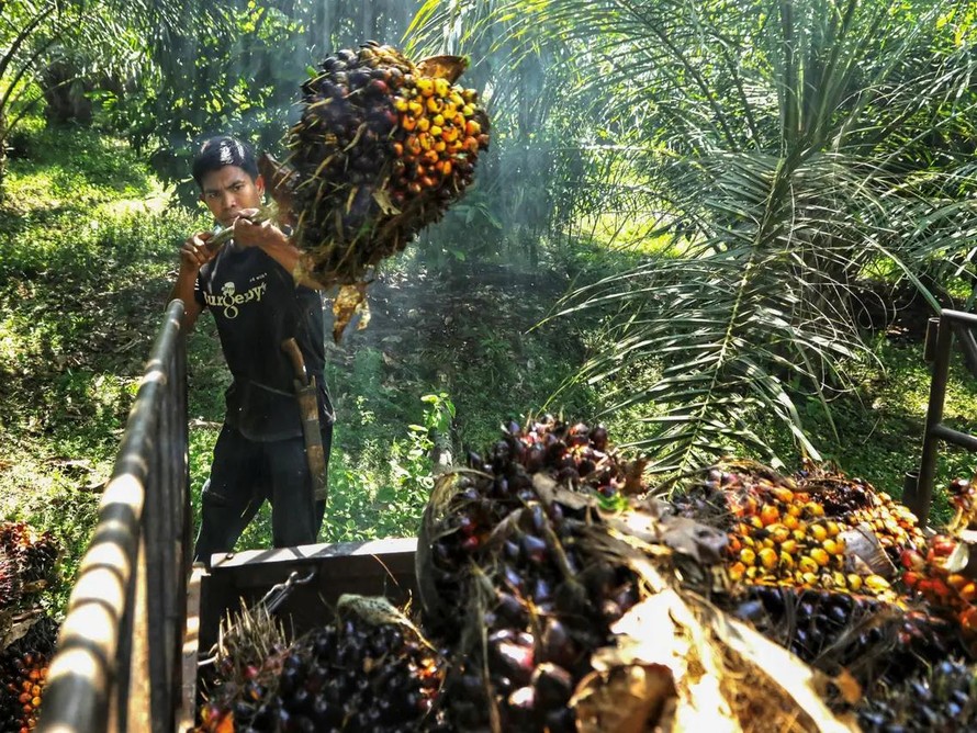Indonesia ngừng xuất khẩu dầu cọ