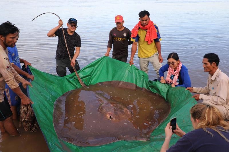 Phát hiện cá đuối khổng lồ trên sông Mekong