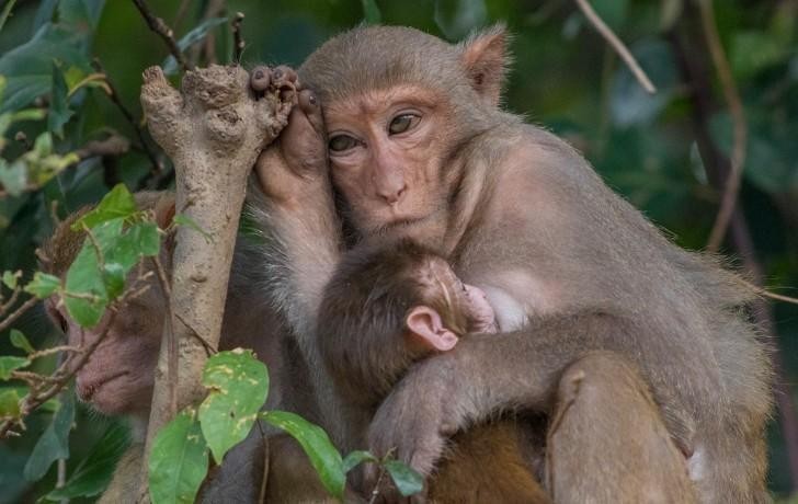 Bảo tồn đàn khỉ quý hiếm tại đảo Hòn Trà