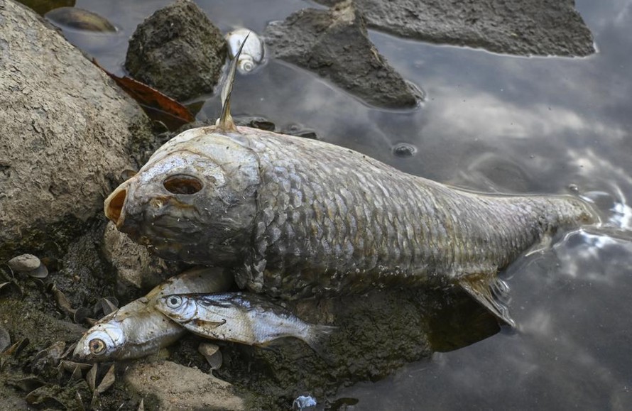 Ba Lan tìm nguyên nhân khiến 10 tấn cá chết trên sông Oder