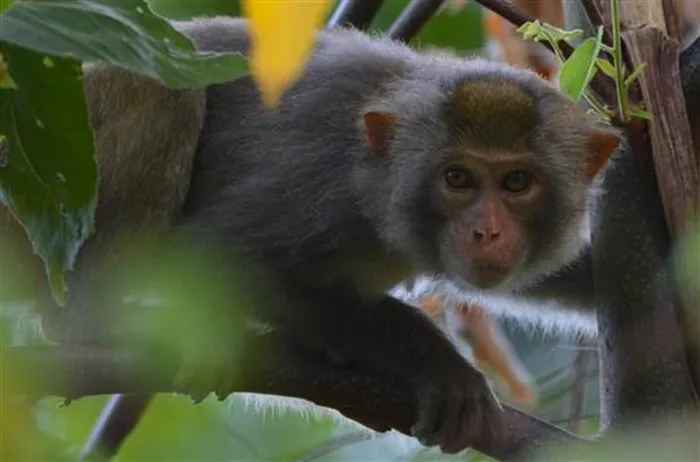 Ra mắt phim tài liệu về bảo tồn đa dạng sinh học và động vật