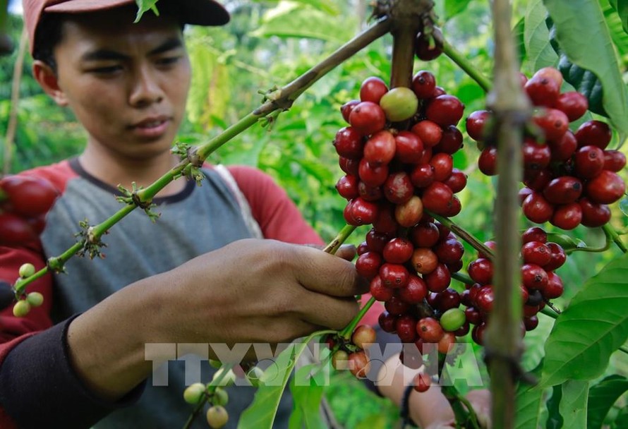 Indonesia muốn giành lại vị trí sản xuất cà phê lớn thứ hai thế giới