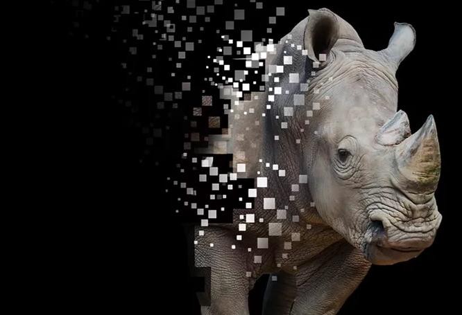 Đấu giá sừng tê giác kỹ thuật số đầu tiên tại Nam Phi
