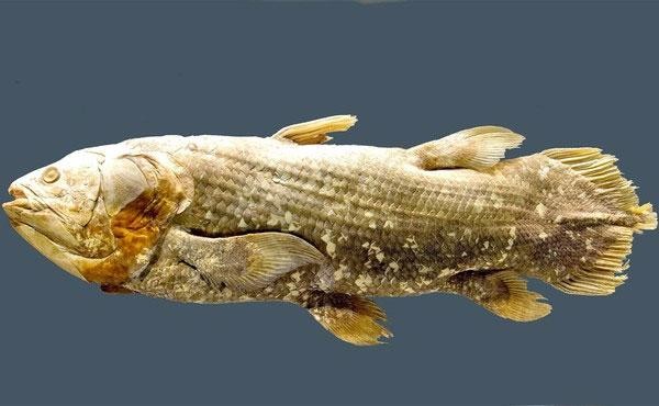 Phát hiện mới cho thấy tai giữa của người tiến hóa từ mang cá