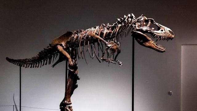 Trung Quốc: Phát hiện 8 tấn hóa thạch khủng long trưởng thành ở Cám Châu