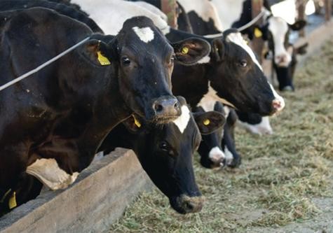 Người nuôi gia súc ở Pháp tìm giải pháp đối phó với tiết trời nắng nóng