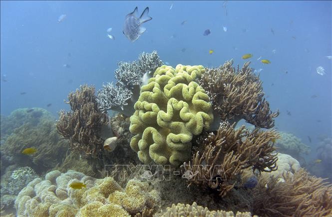 Đàm phán về Hiệp ước Bảo vệ đa dạng sinh học các vùng biển quốc tế tiếp tục bế tắc