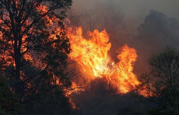 Một đám cháy rừng ở khu vực đông nam bang Queensland, Australia, hồi tháng 9. Ảnh: Reuters.