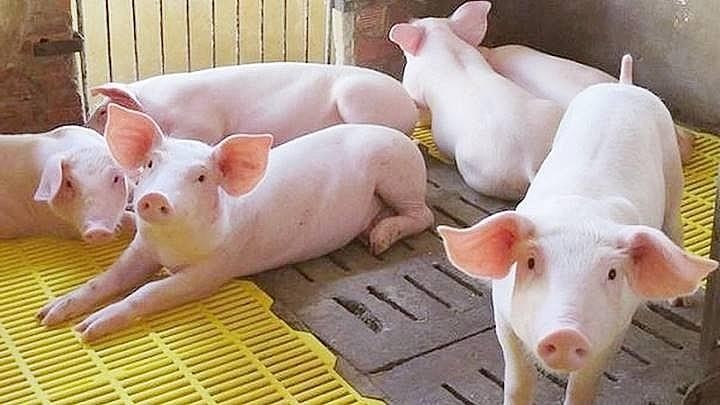 Giá lợn hơi tăng từng ngày, chạm mốc 70.000 đồng/kg