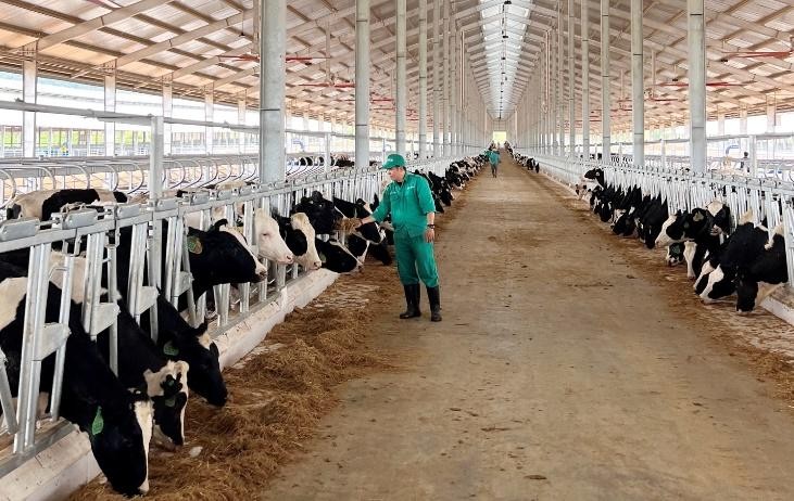 Vinamilk nhập đàn bò sữa 1000 con từ Mỹ về tổ hợp trang trại tại Lào