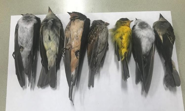 Hàng nghìn xác chim di cư bị nghi nhiễm cúm dạt vào bờ biển Canada