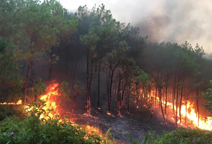 LHQ cảnh báo nắng nóng và cháy rừng khiến ô nhiễm không khí thêm trầm trọng