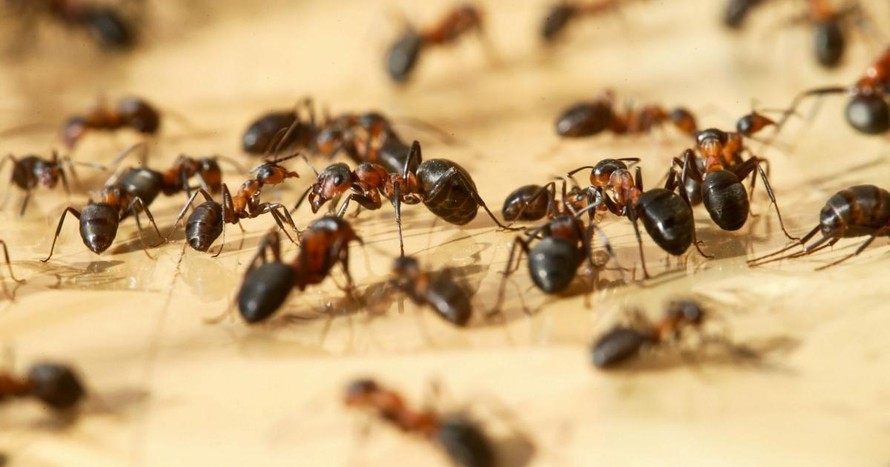 Phát hiện kinh ngạc về số lượng kiến trên Trái Đất