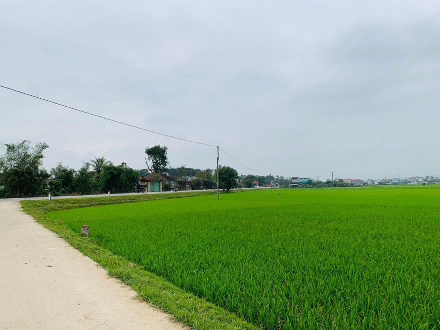Ruộng lúa được UBND huyện Đức Thọ đấu giá 3,52 tỷ đồng/m2.