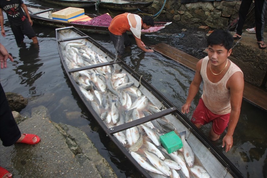 Thừa Thiên-Huế: Cá lồng chết từ sông ra đến cửa biển