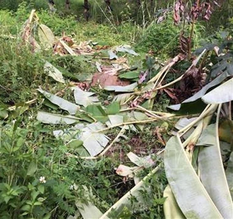 Dấu vết đàn voi rừng xuất hiện tại xã biên giới Ia Mơr, huyện Chư Prông (tỉnh Gia Lai).