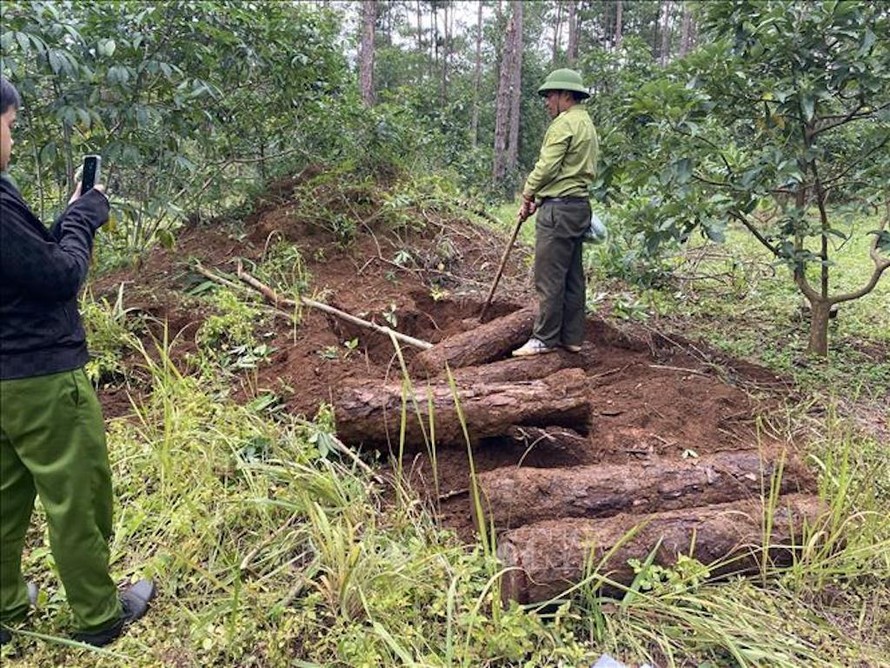 Lực lượng chức năng phát hiện 10 hố chôn lấp cây thông bị chặt hạ và phi tang tại tiểu khu 438A, xã Lộc Phú, huyện Bảo Lâm. 