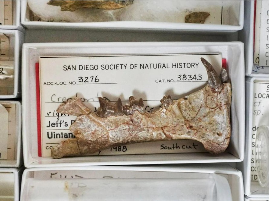 Hàm của loài thú răng kiếm cổ xưa nhất thế giới. Ảnh: Bảo tàng Lịch sử Tự nhiên San Diego.
