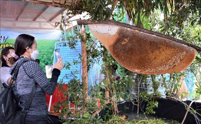 Tổ ong lớn nhất Việt Nam nặng 43 kg, dài 2,2m, rộng 1m, dự kiến thu hoạch khoảng 15 lít mật. Ảnh: TTXVN.