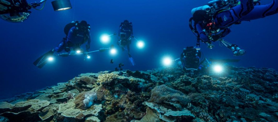 UNESCO phát hiện rạn san hô hoa hồng quý hiếm gần Tahiti 